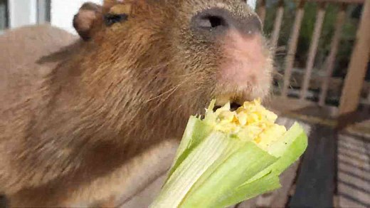 Snack Time With Our Capybara: Corn on the Cob Edition
