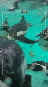 Feel the wonder of wildlife at London Zoo this summer. The perfect family day out. | London Zoo