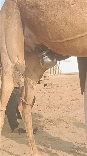 مشهد ريفي لحلب الجمل