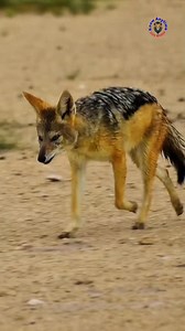 🦊 Black-Backed Jackal | Africa’s Smart Survivor 🌍🔥 Fast, clever, and incredibly intelligent — the Black-backed Jackal is one of Africa’s most underrated predators. Recognized by the black-and-silver “armor” on its back. 😳 #BlackBackedJackal #WildlifeReels #viralpage #nature #knowanytime | Know Anytime