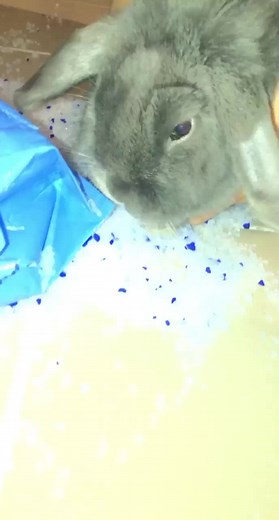 Mischievous Bunny Bites Mom Comedy Video