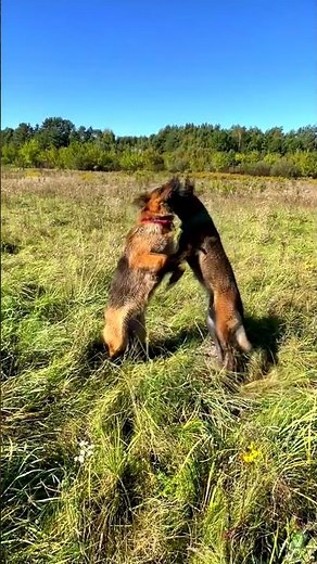 german shepherd vs belgian malinois