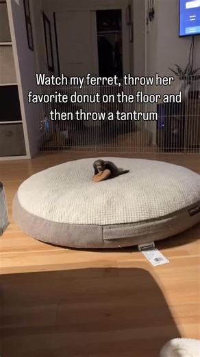 Fuurever Homes ♥️ on Instagram: "She’s so dramatic , I have no idea how she fits that much personality into her tiny body 😂 #ferret #funnyanimals #drama #ferretgram #viralvideos"