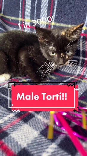 Rare Male Torti Cat at the Shelter!