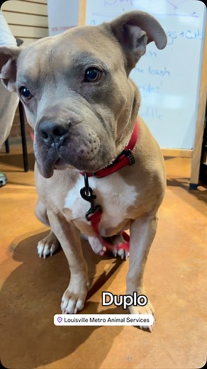 645 reactions · 52 comments | Dog & cat friendly PLUS FHE CUTEST LITTLE TEEFERS YOUVE EVER SEEEEEN!!!! Meet Duplooooo until 4pm TODAY at Animal Houde 3516 Newburg Rd. No adoption fee thanks to @fomaslou | Louisville Metro Animal Services | Facebook