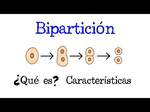💥 ¿Qué es la Bipartición?💥 [Fácil y Rápido] | BIOLOGÍA |