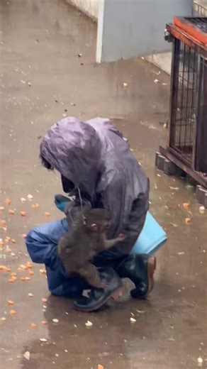 When Punch-kun gazes at you with those big, sparkling eyes, it's game over, right? 🥰  The sight of his tiny body working so hard is irresistibly cute, and thank you for the daily healing, Punch! 🐒💕✨