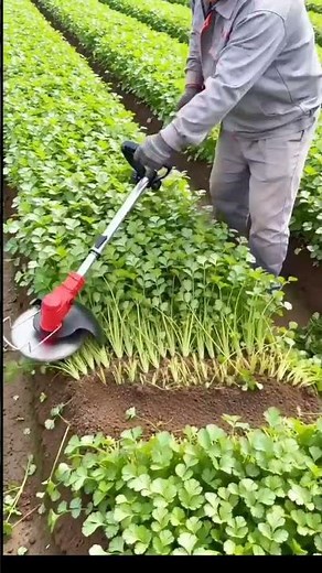 Fresh Vegetable Harvest & Cutting | Farming Tips #agriculture