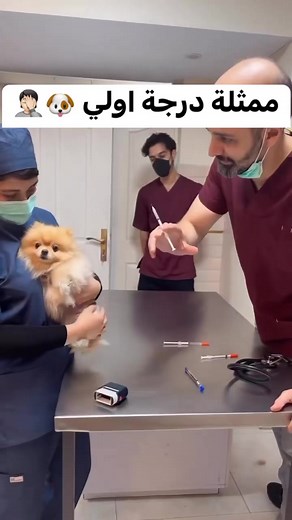 7.6M views · 107K reactions | ممثلة 來…#كلب #dogtrainingtips #dogtraining #dogstagram #dogsofinstagram #كلاب #dog #dogs #dogsoffacebook #doglife#dog #dogsofttiktok #كلاب #dogs #dog_training #dogslover #تدريب_كلاب #dog_trainer #كابتن_مينا #champ_academy #dogslove #dogstory #dogsvideo | Champ Academy | Facebook