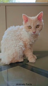 Meet Selkirk Rex cat 🐈#selkirk #selkirkrex | Animals Facts