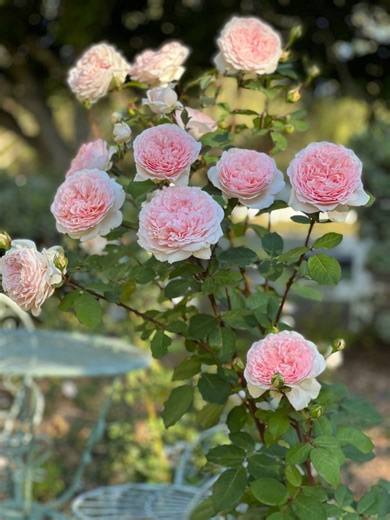 13K views · 1.6K reactions | Parfuma® Bliss  A magnificent hybrid tea rose with large blooms starting out as a light blush to soft, creamy pink and ending with a glowing apricot center. Parfuma® Bliss is very fragrant and blooms in healthy flushes throughout the season. The plant is extremely disease resistant making it perfect for the home garden. https://www.gracerosefarm.com/products/parfuma%c2%ae-bliss-bare-root-rose-copy | Grace Rose Farm | Facebook