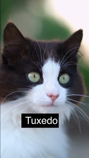 Top 20 Black and White CAT Names⚪⚫#shorts