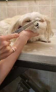 Trimming a dogs face with scissors demo, dog grooming without restraints