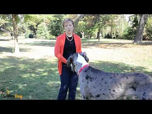 How (And Why) to Train Your Dog to Touch Your Hand - Smart Dog University