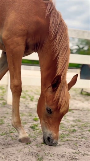 she bites!😆 #horselov #cheval #شباب_البومب13 #kuda #caballos #घोड़ों #лошади #يوميات_ترند #حصان #馬