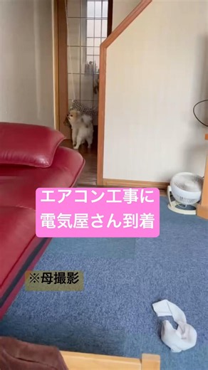 ちくわぶと親ば飼い主999