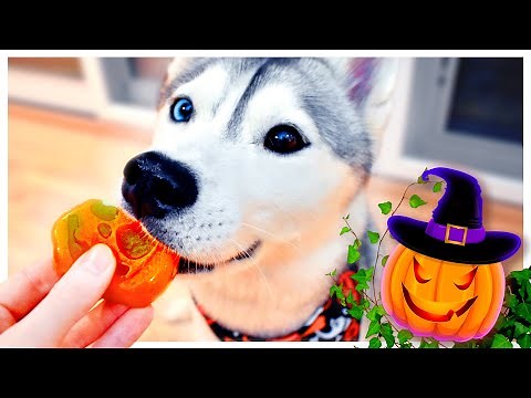 Easy HALLOWEEN Gummy CANDY for Dogs! | Will my husky like them?