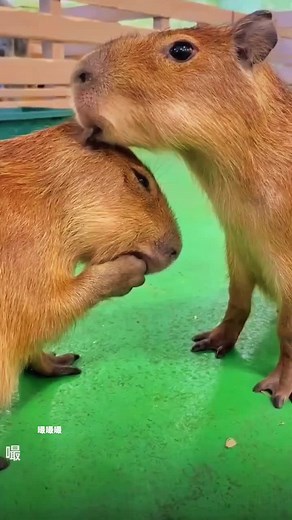 Adorable Capybara and Turtle Friendship TikTok Compilation