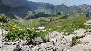 Daisy species bellis perennis flowers at Rautispitz Switzerland alps Stock Video