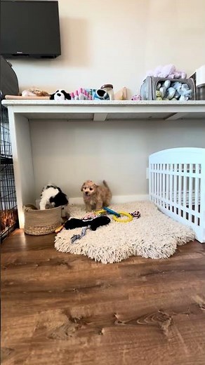 Double the Fluff 🐶🐶 | Evan the Cavachon & Montgomery the Cavapoo