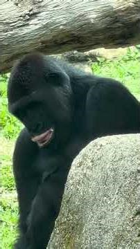 2026.4.11 Happy Tayari 💋 Lip Flip Time 開心翻唇女王 👑#taipeizoo台北市動物園 #gorilla