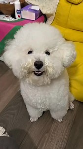 202K views · 9.7K reactions |  #406duong3thang2 #duypets #grooming #poodle #bichon | Duy Trương | Facebook