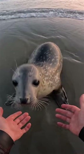 Dawn Seal Pup Rescue by Fisherman: Real-Life Wildlife Rescue on the Shore | RescueHubb Shorts