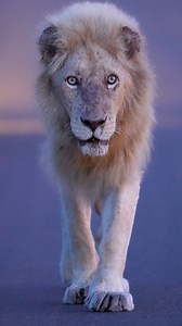 2.2K views · 29 reactions | The rarest animal in Kruger because technically there is only 1 resident white lion - CASPER THE GHOST The other white lions are the cub and female in the Birmingham pride in Timbavati, and the male from the Birmingham that lives deeper into Timbavati. #lionlover #lion #lions #southafrica #safariafrica #safari #naturelove #naturegram #wildlifeplanet #casper #krugerpark #kruger #krugernationalpark | The Experience Africa | Facebook