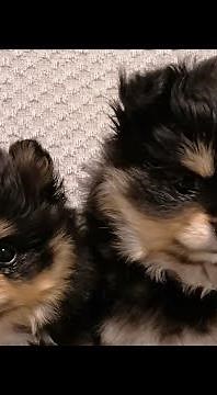 Cute Pomchi Puppies Henry & Chanel playing at the age of 6 weeks #dogs #pomchi #puppiesplaying