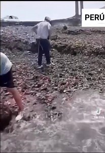 #PISCO | CONCHA DE ABANICO SE VARA EN PISCO TRAS OLEAJE ANÓMALO En la región Ica, también se produjo el varamiento de la concha de abanico. Esta especie hidrobiológica de exportación que genera miles de puestos de trabajo a nivel nacional, esta vez fue recogida de la playa de Pisco ante el asombro y sorpresa de algunos pescadores. | Pisco te Informa