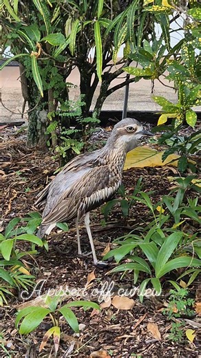 This is a curlew. The bird that sings like something died in the middle of the night. Ive grown to like them.. but I dont think this curlew was too happy about me wanting to get to know it better. | Kimberly Nichols
