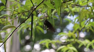 Butterfly, Nature, Insect. Free Stock Video