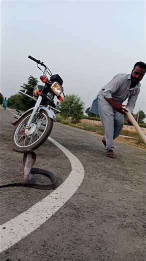 Snake Saver #wildliferescue #snake road rescue 🐍🐍🪱