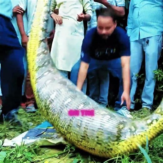 Boy Swallowed by Giant Python! Dramatic Village Rescue 🐍 #shorts