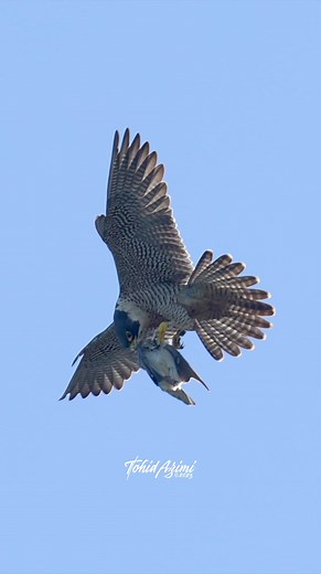 Aerial Collision Juvenile Peregrine Falcon trying to catch the prey but flys crashing into its mom. The second juvenile successfully catches it. #Falcons #peregrinefalcons #reels #facebookreels #birds #birdlovers #explore #wildlife | Tohid Azimi