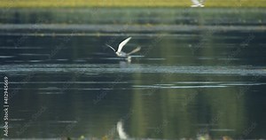 Whiskered tern nesting on a shallow wetland