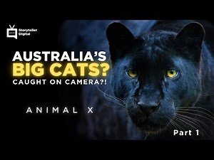 Australia's Biggest Secret? Big Cats Are Stalking the Outback! | Storyteller Digital