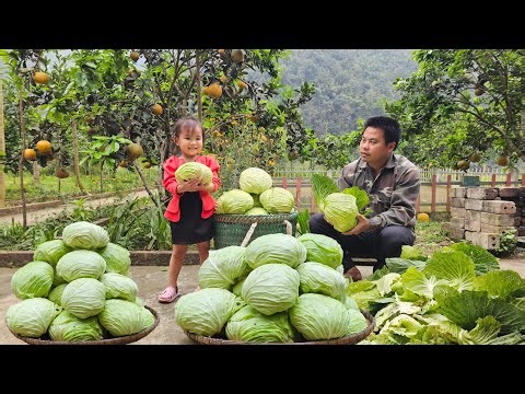 Harvesting Cabbage goes to the market sell-Gardening,Growing corn
