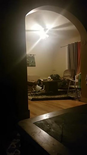 Dogs ripping mom's pants