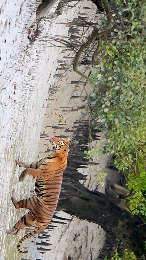 The pride of West-Bengal 🐅 . The major draw of the Sundarbans mangrove forest is the royal Bengal tiger. The Bengal tiger is a subspecies of the Panthera tigris. It is one of the world’s most giant wild cats currently alive.The most common of the six tiger subspecies, Bengal tigers make up about half of the wild tiger population worldwide. Despite being a national animal of Bangladesh and India, the Bengal tiger is an endangered species.Most Bengal tigers in the world reside in West Bengal, Ind