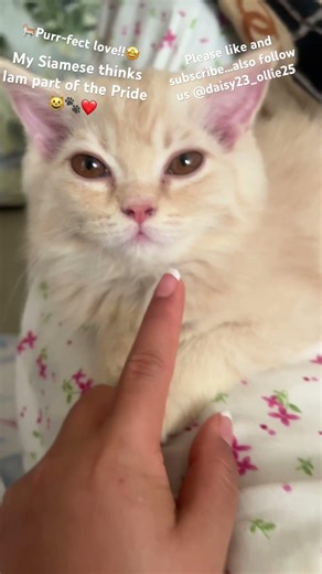 😸💕 "A cat's lick is the ultimate sign of affection and trust 🐱❤️" #catsofyoutube