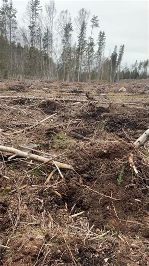 Metsää istuttamassa #mänty #kuusi