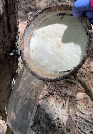 คลิปหลงฤดู😂💦 #asmr #ยางพารา #กรีดยาง #rubber #ชื่อเบลนะสาวสวนยาง🌳