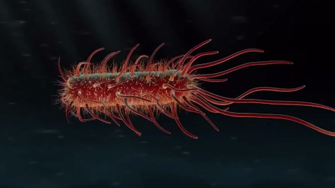 Global Extinctions: What Happened and How Did Life Survive?