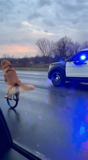 Golden Retriever on Unicycle ESCAPES Police! 🚨 FUNNY #Shorts