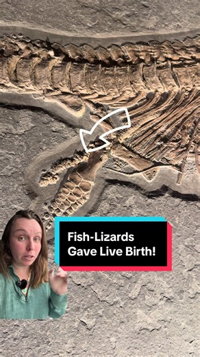 Fish-Lizards Gave Live Birth: Fossil Evidence Uncovered