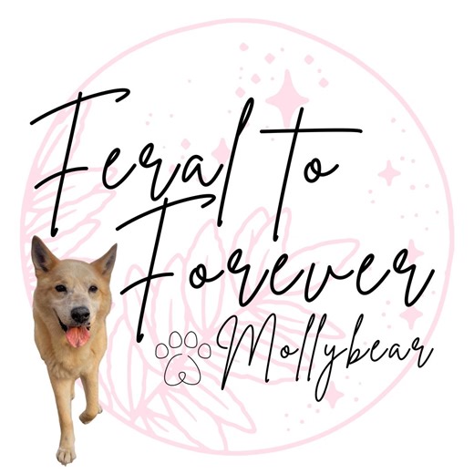 ⚠️ THIS IS ALL BEING DONE UNDER THE SUPERVISION OF OUR VET. DO NOT DO THIS WITHOUT CONSULTING YOUR VET⚠️ Giving subcutaneous fluids at home can be very beneficial for senior dogs, especially those with chronic conditions like kidney disease. It helps maintain hydration and supports overall comfort. The most important part for me though is that I can do proactive care at home which prevents sudden health crashes. If this is something you think you can handle at home, please ask your vet about it.