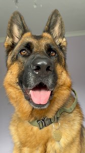 Come on, you clever clogs! What’s your answer?😆♥️♥️♥️ #question #germanshepherd #fun #funny #comedy #humor #fbreelsfypシ゚ #fbreels #trendingreels #fypシ #funnyreels #lmao #germanshepherdsofinstagram #gsdofinstagram #gsd #dog #dogs #doglover #dogsofinstagram | Cooper Gsd