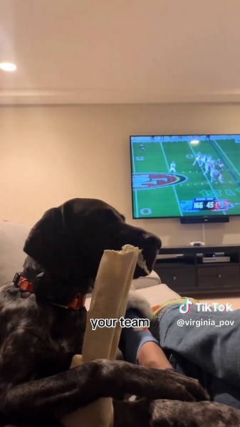 Discover the Unique Life of a Goose