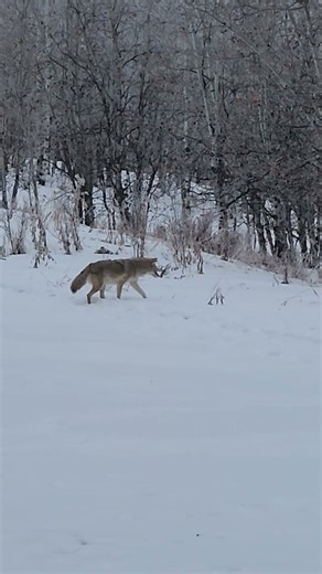 A coyote's (Canis latrans) unsuccessful attempt to catch a rodent under the snow, without seeing it.